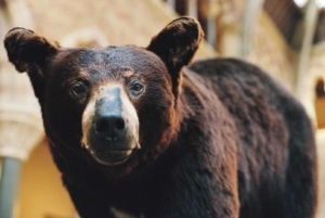 Compressed fe0da0a3ddc578b7 Tianhou-Wang-1403-19